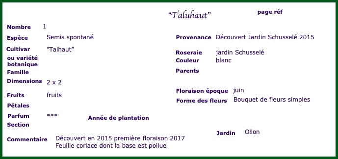 taluhaut