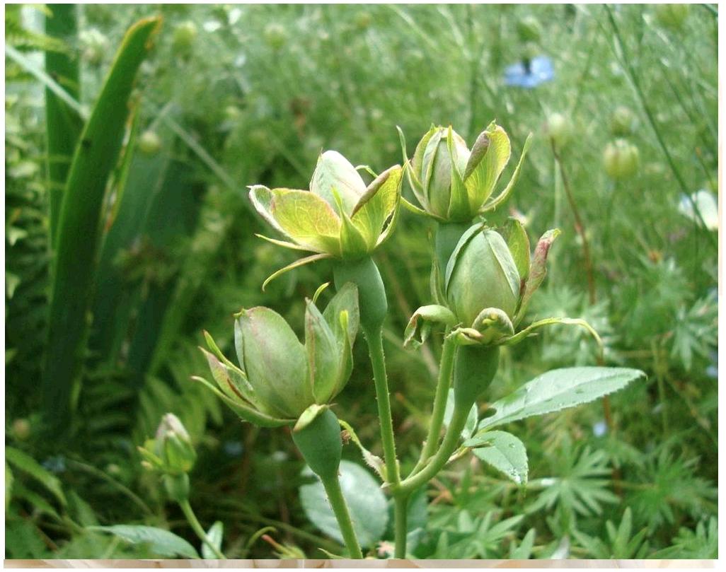 viridiflora
