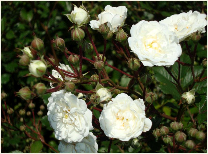 BlancMeilland