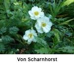 vonscha